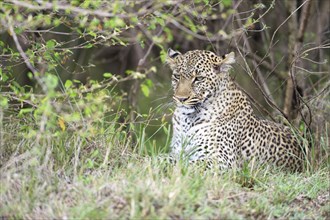 Leopard (Panthera pardus) lying under a bush