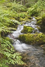 Small forest creek