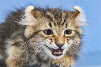 Breedcat American Curl (Felis silvestris catus)