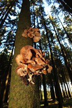 Armillaria solidipes (Armillaria ostoyae) grows on sick spruce (Picea abies)