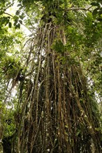 Weeping Fig (Ficus) with aerial roots in the Cocos Island National Park