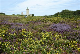 Landscape with Bell Heather (Erica cinerea) and Common Gorse (Ulex europaeus) at Cap Frehel
