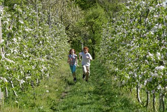 Two children running through rows of blooming apple trees