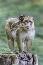 Barbary Macaque (Macaca sylvanus) adult female with young