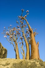 Bottle Tree (Adenium obesum) in bloom