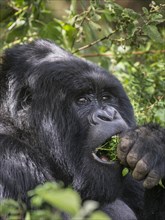 Mountain Gorilla (Gorilla beringei beringei) of the Nyakagezi group