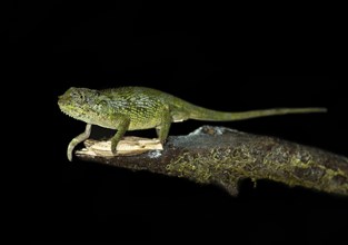 Bale Two-horned chameleon (Triocerus balebicornutus)