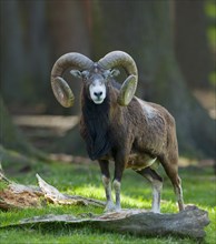 European Mouflon (Ovis ammon musimon)
