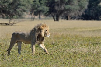 Lion (Panthera leo)