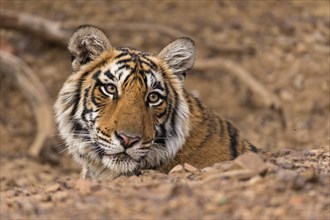 Head shot of a juvenile wild Bengal Tiger (Panthera tigris tigris) sitting behind a rock