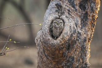 Spotted Owlet (Athene brama) in tree hole