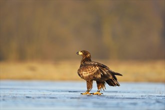 Young White-tailed Eagle (Haliaeetus albicilla) perched on ice
