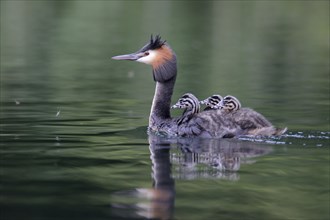 Great Crested Grebe (Podiceps cristatus)