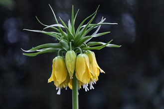 Crown Imperial (Fritillaria imperialis)