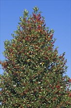 Holly (Ilex) with red fruits against blue sky