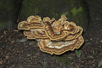 Wood-decomposing Giant Polypore or Black-staining Polypore fungus (Meripilus giganteus)