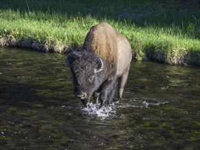 Bison (Bison bison) in Nez Perce Creek