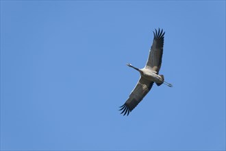 Crane (Grus grus) in flight