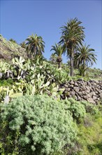Landscape with Prickly Pear cacti