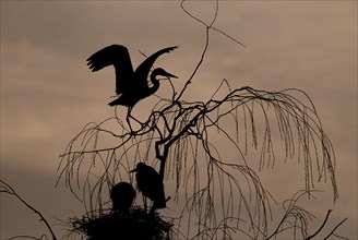 Grey herons (Ardea cinerea) in their nest at dawn