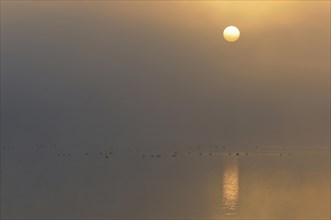 Sunrise above a lake with resting birds in the fog