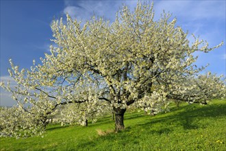 Sweet Cherry tree (Prunus avium)