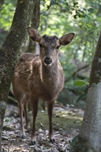 Sika deer (Cervus nippon) stands curiously in the forest