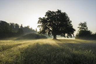 Morning atmosphere