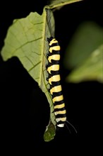 Larva of a glass wing butterfly (Methona spec.