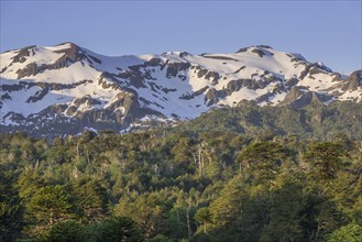 Forest with Monkey puzzle trees (Araucaria araucana) and snow-capped mountains