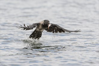 Hooded Crow (Corvus corone cornix) captures a fish from a lake