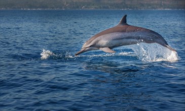 Indo-pacific Bottlenose Dolphin (Tursiops aduncus)