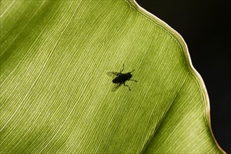 Fly on a leaf in backlight