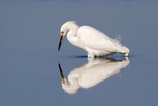 Snowy egret (Egretta thula) foraging in a lake