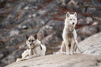 Two Greenland Dogs or Greenland Huskies