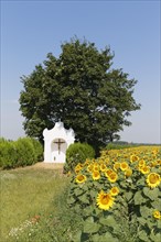 Chapel and sunflower field in Pamhagen
