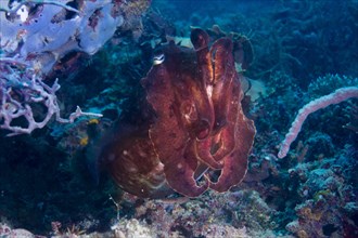 Broadclub Cuttlefish (Sepia latimanus)