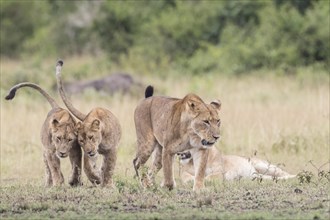 Lions (Panthera leo)