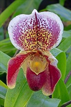 Orchid (Paphiopedilum spp.)