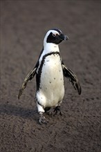 Jackass Penguin or African Penguin (Spheniscus demersus)