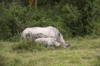 White Rhinoceros (Ceratotherium simum)