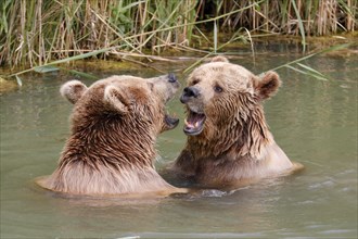 Two Brown bears (Ursus arctos) bathe in the pond