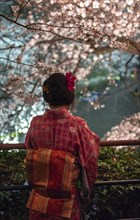 Japanese woman with kimono under blossoming cherry foams at night