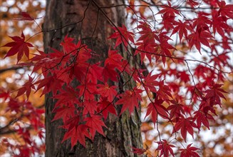 Smooth Japanese maple (Acer palmatum) with red foliage