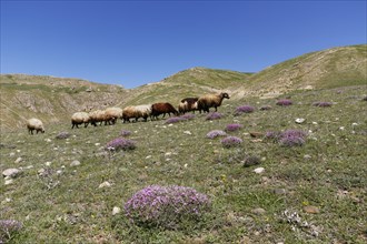 A flock of sheep on a mountain pasture in the Taurus Mountains