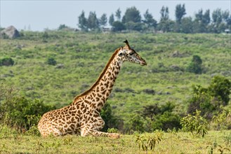 Giraffe (Giraffa camelopardalis) sitting down on grassland