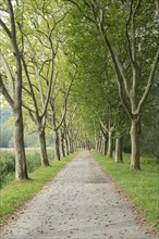 Avenue of Plane Trees (Platanus) near Konstanz