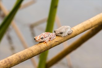 Two Marbled Reed Frogs (Hyperolius marmoratus) sitting a twig in the swamps of the Okavango Delta