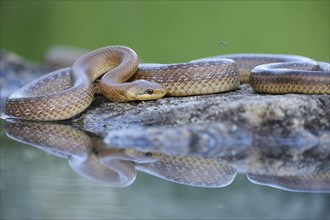 Aesculapian Snake (Zamenis longissimus) at water's edge