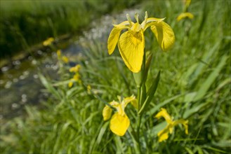 Yellow iris (Iris pseudacorus)